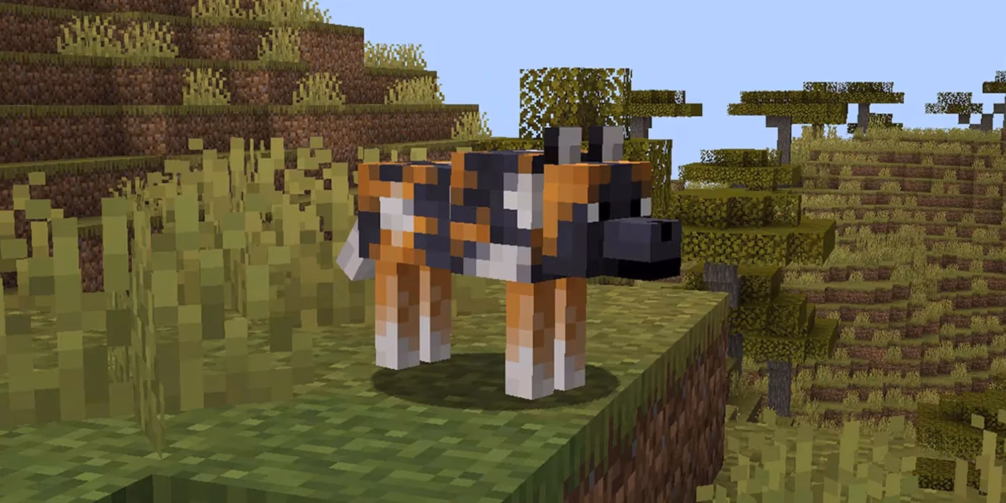 minecraft-all-9-wolf-variants-and-where-to-find-them-image-3