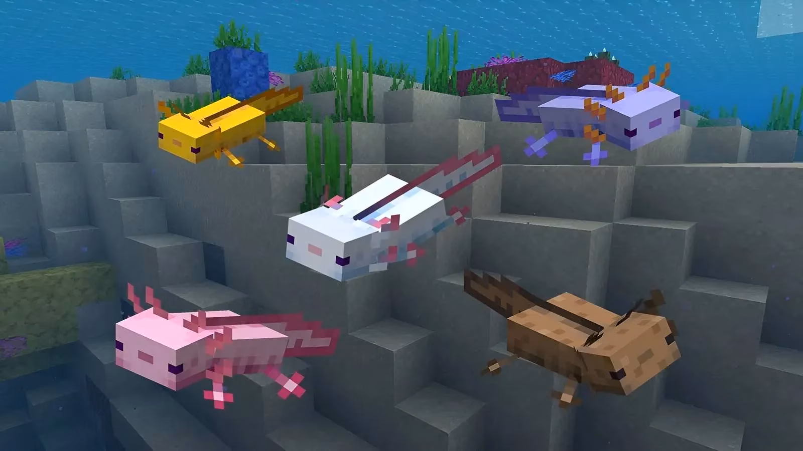 minecraft-player-unleashes-3000-axolotls-pc-nearly-melts-down-image-0